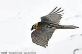 foto Gipeto (Gypaetus barbatus) in volo, fotografia Gipeto (Gypaetus barbatus)