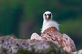 fotografia naturalistica di Grifone (Gyps fulvus)