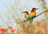 foto naturalistica di Gruccione (Merops apiaster) in un prato di papaveri