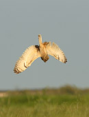 foto di Gufo di palude (Asio flammeus) in volo foto naturalistica segnalata dal forum