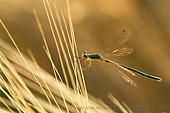 Libellula nel grano (Lestes virens), macrofotografia insetti