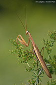 mantide religiosa foto ravvicinata macrofotografia insetti