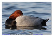 fotografia naturalistica di Moriglione (Aythya ferina), uccello acquatico mentre ripossa nell'acqua