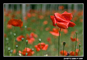 macrofotografia di fiori papavero nel pioppeto
