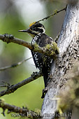 fotografia di Picchio Tridattilo maschio (Picoides tridactylus) fotografato in valle di fiemme sul lagorai