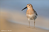 Piovanello pancianera (Calidris alpina) fotografia, caccia fotografica uccelli