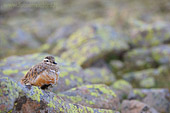 Piviere Tortolino adulto (Charadrius morinellus) in migrazione nella Valle di Fiemme