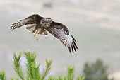 fotografia naturalistica di poiana in volo