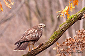 poiana preda donnola in autunno - foto naturalistica della settimana