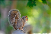 Scoiattolo Grigio Nordamericano (Sciurus carolinensis) - fotografia naturalistica della settimana