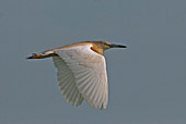 Sgarza Ciuffetto ardeola ralloides in volo