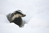 Tasso maschio in inverno Tasso (Meles meles), fotografia naturalistica segnalata dal forum