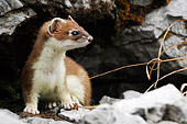 foto Ermellino (Mustela erminea) segnalata dal forum della fotografia naturalistica