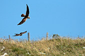 fot natura di gheppio vs sparviere in volo