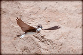 Foto di Tpnion (RIparia ripari) dal Forum della fotografia naturalistica