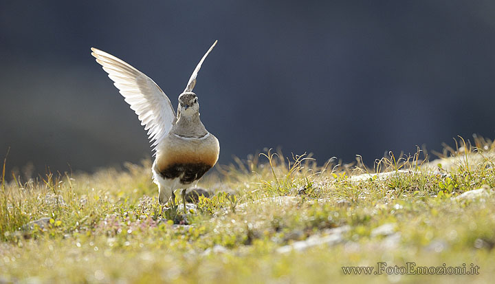 foto naturalistica della migrazione autunnale del Piviere Tortolino (Charadrius morinellus)