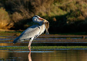 Airone cenerino (Ardea cinerea) con preda grosso pesce, fotonaturalistica della settimana