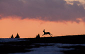 capriolo in corsa al tramonto (Capreolus capreolus), caccia fotografica naturalistica di ungulati