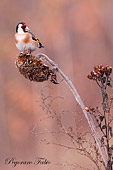 caccia fotografica uccelli Codibugnolo Aegithalos caudatus