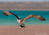 falco pescatore (Pandion haliaetus) con preda negli artigli, fotonaturalistica scelta dal forum