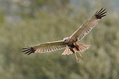 maruizio bianchi ha fotografato in volo il falco di palude
