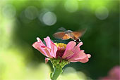 Macroglossum Stellatarum macrofotografia ravvicinata di insetto in volo