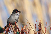 il canto dell'occhiocotto (Sylvia melanocephala)