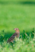 pispola golarossa (Anthus-cervinus) fotografia naturalistica cacciafotografica di uccelli