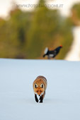 Volpe nell'arena del Gallo Forcello (Vulpes vulpes e Tetrao tetrix) fotografia naturalistica della settimana 