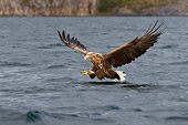 aquila di mare (Haliaeetus albicilla) caccia pesci nel mare nordico finlandese