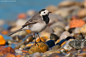 ballerina bianca (Motacilla alba) caccia fotografica naturalistica sul greto di un fiume