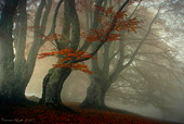 pioppeto, bosco fatato nella nebbia, paesaggio naturalistico di Carmen