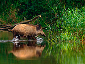 scrofa di cinghiale (Sus scrofa Linnaeus) attraversa il lago con i piccoli