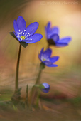 erba della trinita macrofotografia di fiori controluce