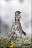 ermellino che balla (Mustela erminea) ripresa naturalistica della settimana dal forum naturalistico