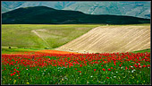 stefano maria ha fotografato un fotografia naturalistica di paesaggio, prato fiorito di papaveri