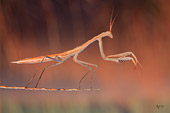 foto ravvicinata di una mantide a caccia di insetti