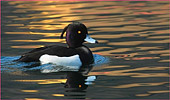 Moretta(Anas clypeata)  fotografia natura  di uccelli