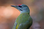 Ritratto di Picchio Cenerino (Picus canus) foto naturalistica della settimana