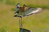 Pittima reale (Limosa limosa) immagine naturalistica della settimana sul forum fotoemozioni.it