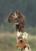 caccia fotografica alla poiana (buteo buteo)