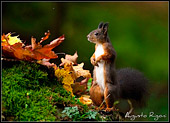 Scoiattolo (Sciurus vulgaris) fotografia naturalistica autunnale di Augusto