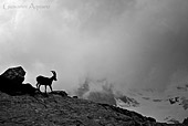 Stambecco nella tempesta foto naturalistica di Gio83
