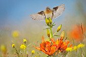 Stiaccino (Saxicola rubetra) caccia fotografica in volo