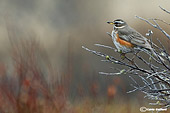 Toordo sassello (Turdus iliacus) cacciafotografica in tundra artica
