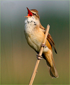 canto del cannareccione (Acrocephalus arundinaceus) foto natura della settimana