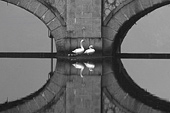 cigni sull'adda, foto naturalistica in bianco nero