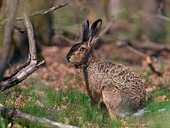 (Lepus) lepre comune fotografa nel sottobosco, fotografia naturalistica della settimana