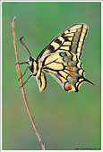 (Papilio machaon) macaone foto macro farfalle