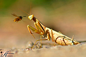 mantide religiosa attaccata e uccisa da una vespa